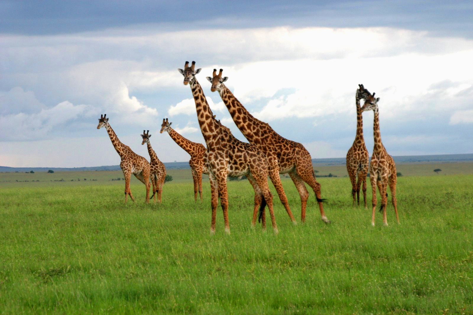 Giraffes, Masai Mara Game Reserve, Kenya загрузить