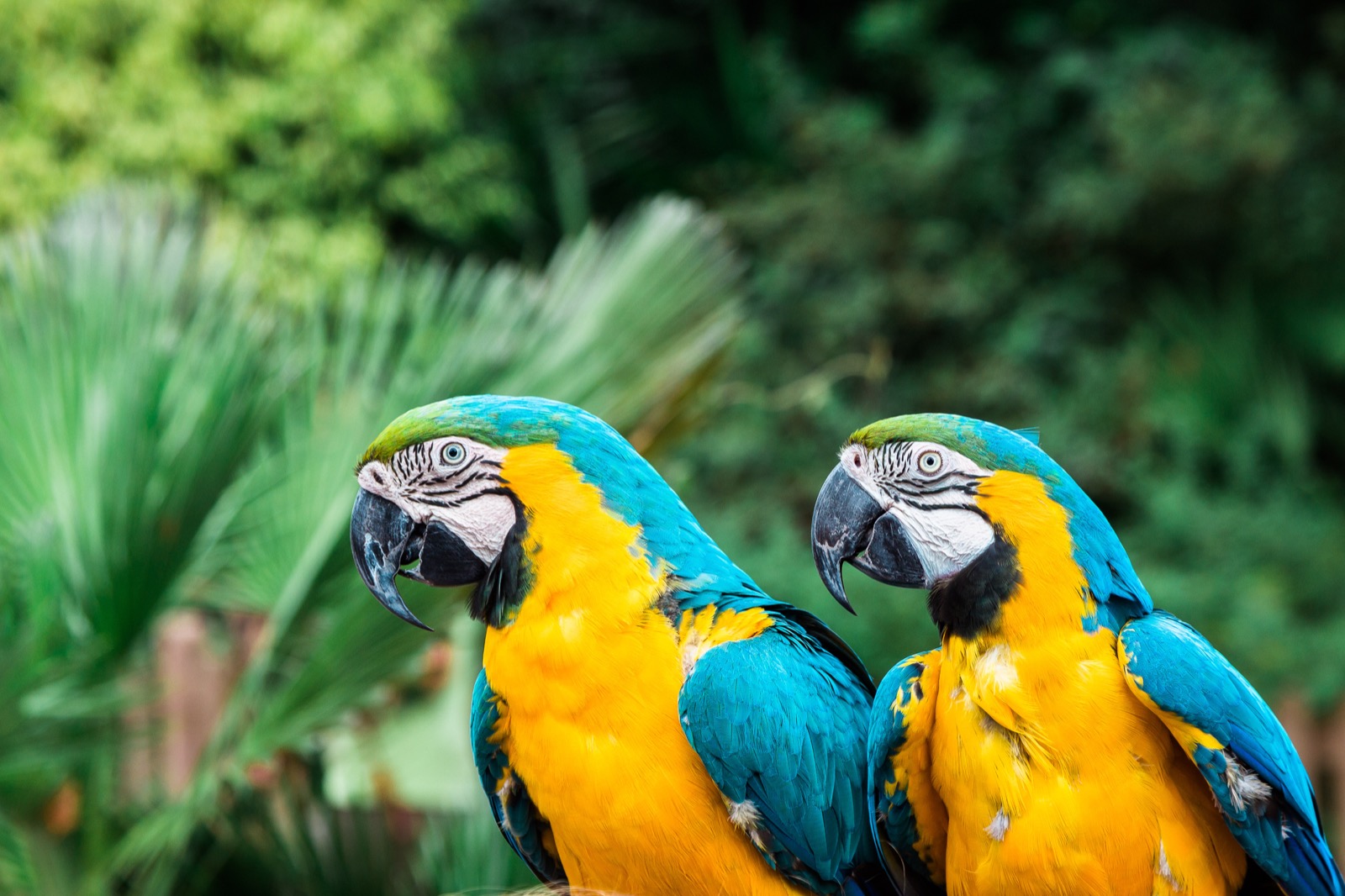 The Keel Billed or Rainbow billed Toucan is a common species of the lowland rainforests of Costa Rica.
