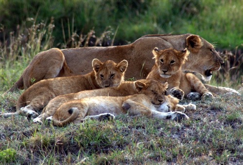 Kenya Wildlife Safari - Wilderness Inquiry