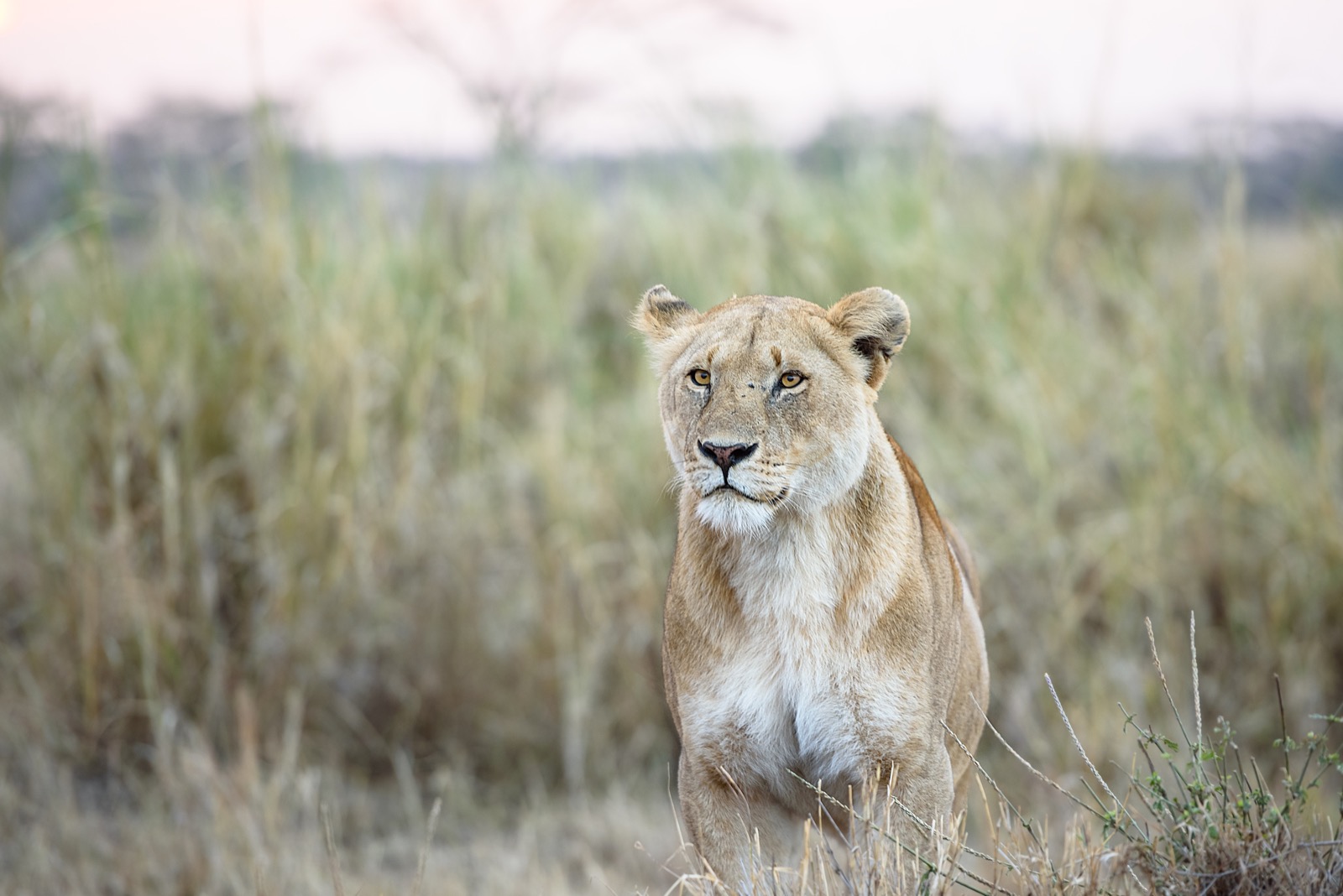 Male lion laying on the ground in Ngorongoro Crater in Tanzania.