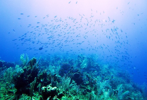 Dive Belize
