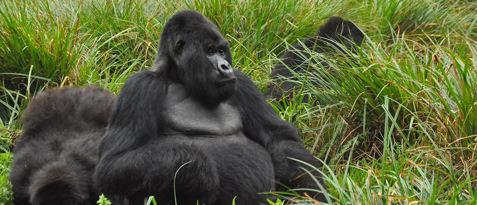 Uganda Safari and Gorilla Tracking